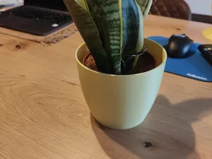 vaso senza fronzoli