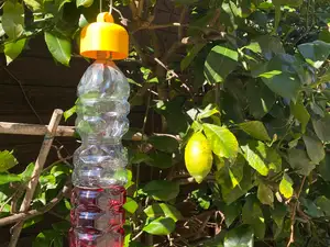 Trappola per Insetti Alberi Da frutto