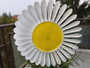 windmill daisy