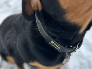 Customizable Dog Tag with Apple AirTag