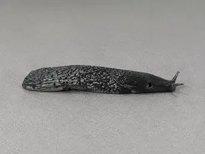 Ultra-Realistic Textured Slug / Garden Limax