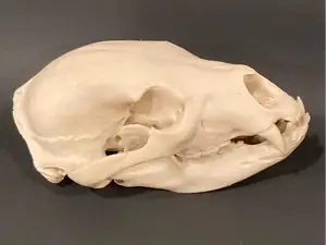 Black Bear Skull