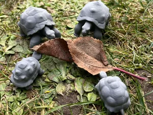 Land turtle