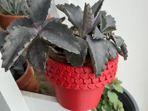 Cache-Pot "Cœurs en Cascade" pour Succulentes 