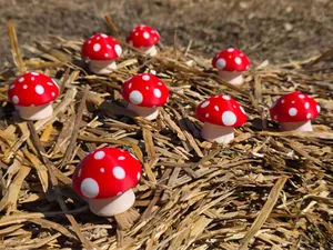 Mushroom Clicker