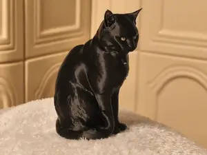 Black cat sitting
