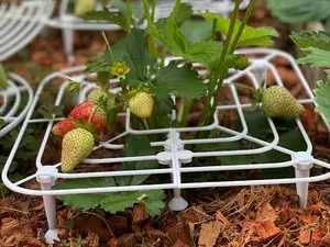Strawberry Support, Platform for Low-Growing Fruit