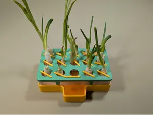 Scallion, Chives and Garlic self watering planter