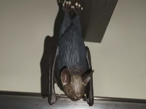 Hanging Bat - Highly Detailed Split Model