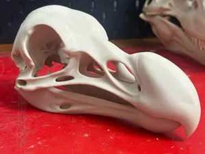 Lifesize Dodo Skull Replica with Removable Jaw