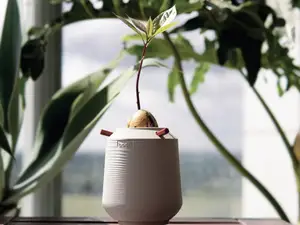 Avocado Seed Starter Vase Modern Pit Grower | AK02