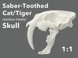 Saber-Toothed Tiger Skull (S. Fatalis) Life-Size