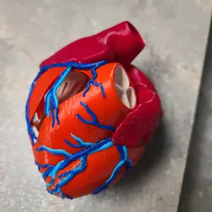 Anatomic Heart
