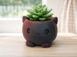 Sukkulentenkatze Knopfaugen Toepfchen