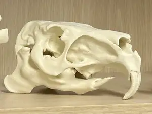 Capybara Skull