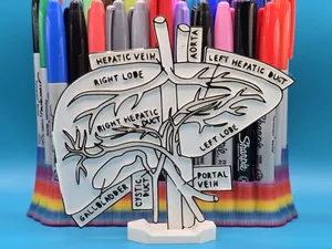 Liver Hepar Anatomy Coloring Craft Education