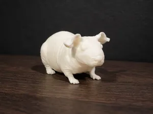 Skinny Pig - Animal - Pet