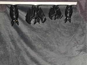 Beautifull Bats
