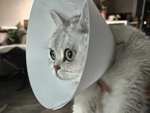 宠物防舔项圈-猫狗通用