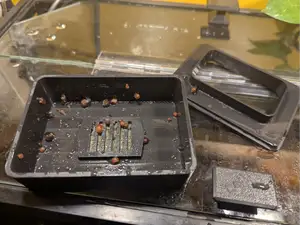 Aquarium snail trap with draining holes
