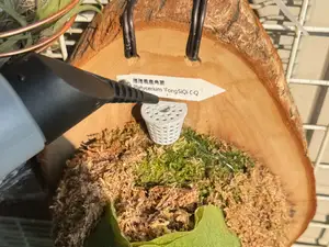 Staghorn Fern /Potted Plants Fertilizer Container