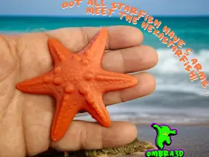 HexaStarfish – 6 Arms Shell Decor
