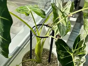 Alocasia-Stütze