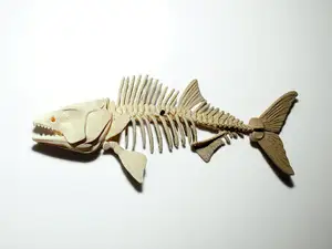 Barracuda Bone Wall Display