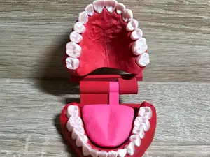 Zahnmodelle mehrfarbig + Zunge (foldable) AMS