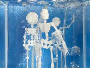 Dancing articulated skeleton for aquarium VER.2