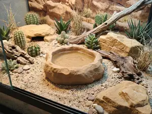 Terrarium Sand Rock Reptile Water Food Bowl 12 cm