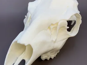 European-style Whitetail Buck Mount (3.25" spread)