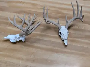 Whitetail Deer Skull 2 color AMS