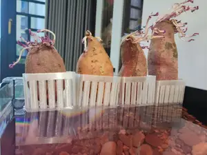 鱼缸水培挂篮（种红薯）