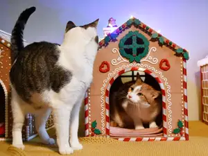 Gingerbread House Pet bed