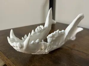 Canine With Fractured Mandible