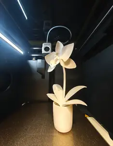 Orchid