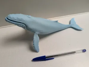 Humpback Whale