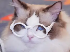 猫咪眼镜,棉花娃娃的眼镜,迷你眼镜,微缩模型,16分钟快速打印,可折叠