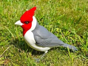 Realistic Life-Size Red-Crested Cardinal