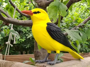Life-Size Realistic Eurasian Golden Oriole (Pirol)