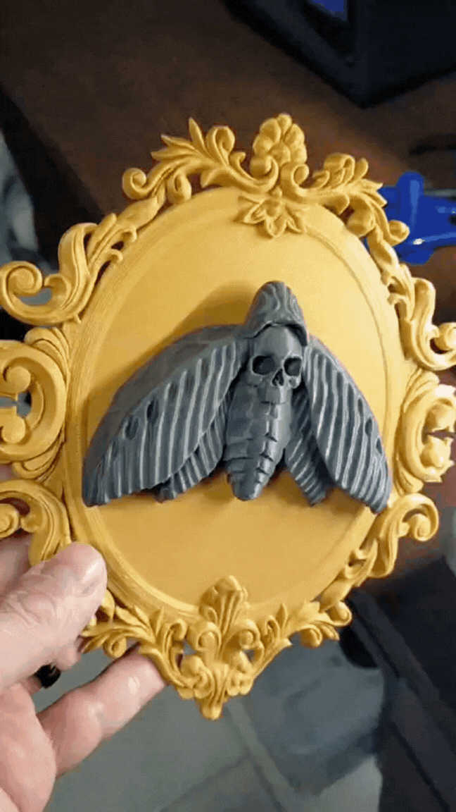 Framed Death’s-Head Moth