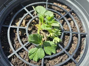 Strawberry Holder (support)