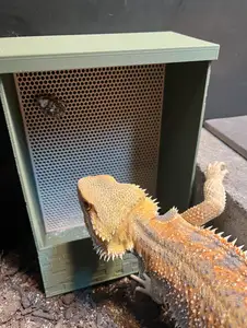 Reptile feeder