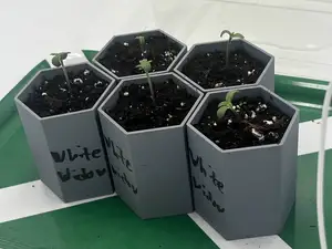 HexaPot - Seed Starter (Easy Remove)