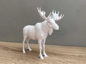 Moose / Elk - Animal 
