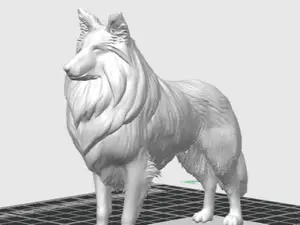 Shetland Sheepdog