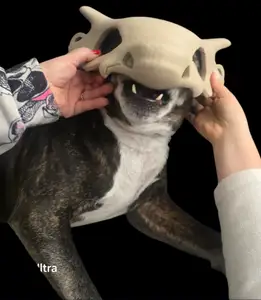 cubone dog mask animal