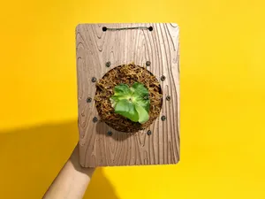 【DP园艺系列】木纹-鹿角蕨植板