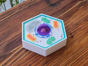 Plant Cell Model | "Accurate" Plant Cell Structure